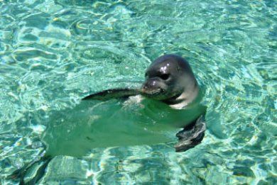 Kefalonia - Greece Hawaiian Monk Seal, Monk Seal, Hawaii Pictures, Water Animals, Water Dog, Endangered Animals, Marine Mammals, Sea Lion, Maui Hawaii