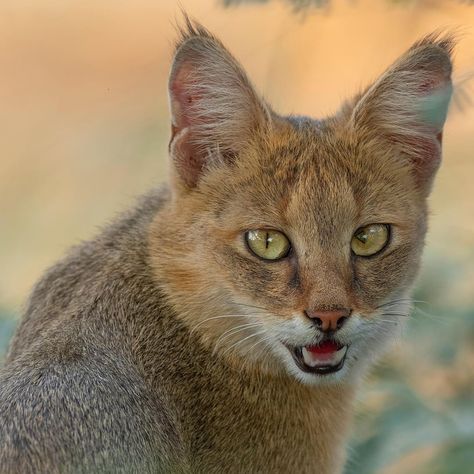 Chausie Cat, Cat Therian, Jungle Cats, Cat Species, Warrior Cat Oc, Cat Oc, Jungle Cat, Feral Cats, Warrior Cat