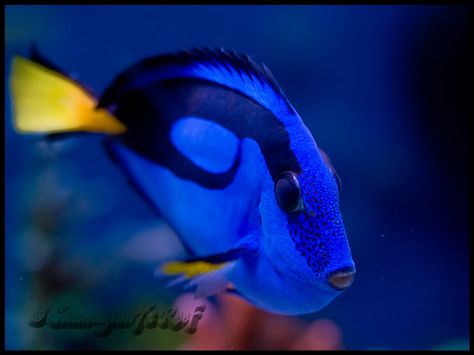 Tropical Underwater, Blue Tang Fish, Tang Fish, Drawing Refrences, Blue Tang, Different Types Of Animals, Nooks And Crannies, Saltwater Fish, Marine Fish