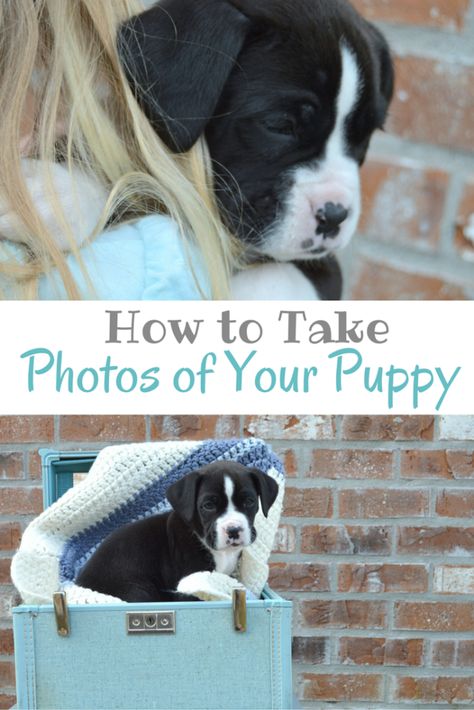 How to Take Photos of Your Puppy; Tips for Taking Photos of Your Dog - My Big Fat Happy Life Puppy Announcement, Puppy Tips, Puppy Photography, Puppies Tips, Dog Photoshoot, Best Puppies, Puppy Photos, Puppy Care, Puppies Funny