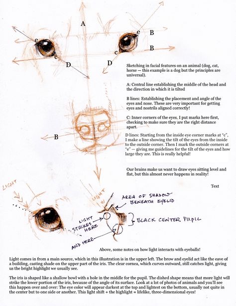 Drawing Dog Noses. Why is it so HARD? | Tracie Thompson - Blog Drawing Dog Noses, Poodle Sketch, How To Draw Dogs, Dog Face Drawing, Dog Noses, Dog Drawing Tutorial, Painting Dogs, Drawing Dogs, Dog Portraits Painting