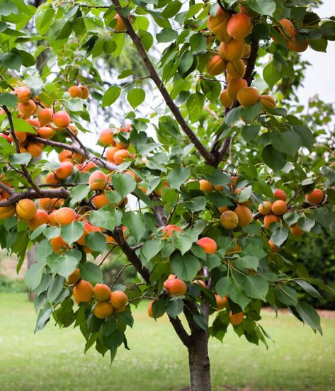 10 Best Fruit Trees to Grow in Missouri (2022 Guide) - The Gardening Dad Best Fruit Trees To Grow, Growing Peach Trees, Growing Cherry Trees, Fruit Trees Backyard, How To Grow Lemon, Apricot Tree, Growing Fruit Trees, Basket Anime, Plum Tree