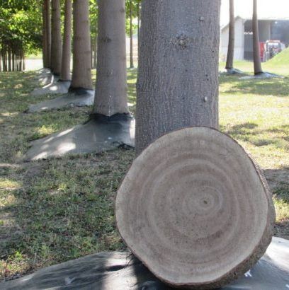 Paulownia Tree, Populus Tremula, African Talisay Tree, Houttuynia Cordata, Tree Stem, Orchard Tree, Earth Bag, Crop Production, Earth Bag Homes