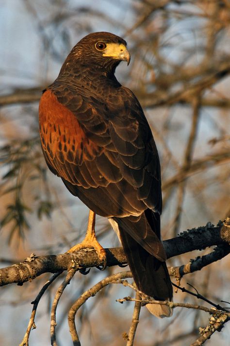 Harris Hawk - has been on our street and was in our back yard today.  Awesome red breast!  1/14 Harris Hawk, Raptors Bird, Hawk Bird, Nature Birds, Exotic Birds, Bird Pictures, Pretty Birds, Bird Photo, Colorful Birds