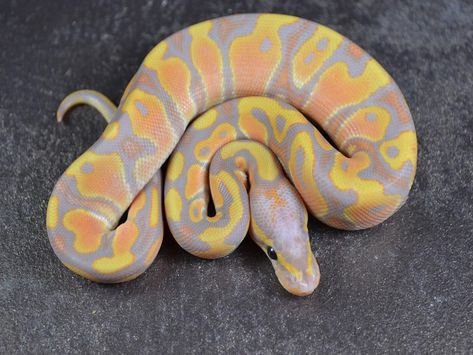 Banana Ball Ghost Orange Dream - Morph List - World of Ball Pythons Ball Python Pet, Dream Snake, Bearded Dragon Terrarium, Cute Snakes, Danger Noodle, Snake Photos, Python Morphs, Danger Noodles, Cool Snakes