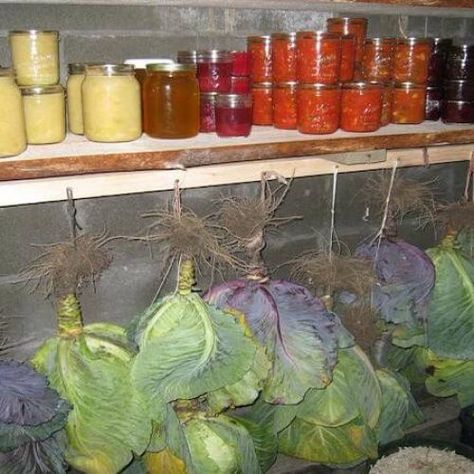 Homesteading Knowledge, Vegetables Storage, Homestead Skills, Underground Cellar, Root Cellars, House Pantry, Storing Vegetables, Canning Food Preservation, Canned Food Storage