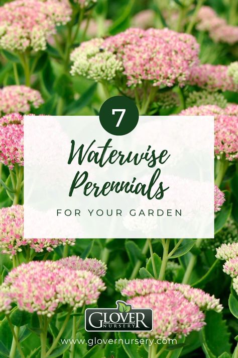 Get some color in your summertime yard! The heat is here and it reminds us how lucky we are to have beautiful, waterwise perennials in our garden. With the increasing population here in Utah, conserving water is definitely a top priority. #plantgarden #growingplants #gardening #gardenideas #gardeningideas #gardeningtips #urbangardening #gardentips #gardenplants #gardenoutdoor #gardening #Utah #perennialgardenideas Low Water Landscaping Front Yard Utah, Utah Flower Garden Ideas, Zone 9 Landscaping California, Low Water Landscaping Front Yard, Utah Gardening, Utah Garden, Colorado Landscaping, Waterwise Landscaping, Pnw Garden