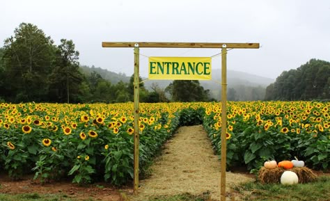 Pumpkin Patch Business, Fall Gardening Ideas, Agritourism Farms, Farm Tourism, Pumpkin Patch Farm, Ideas Garden Design, Hay Rides, Sunflower Farm, Fall Gardening