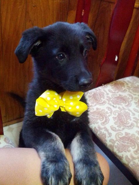 Bow tie puppy Black Puppy, Black Lab Puppies, Dog Bows, Dog Bowtie, Cute Creatures, I Love Dogs, Animals Beautiful, Animals And Pets, Cute Puppies