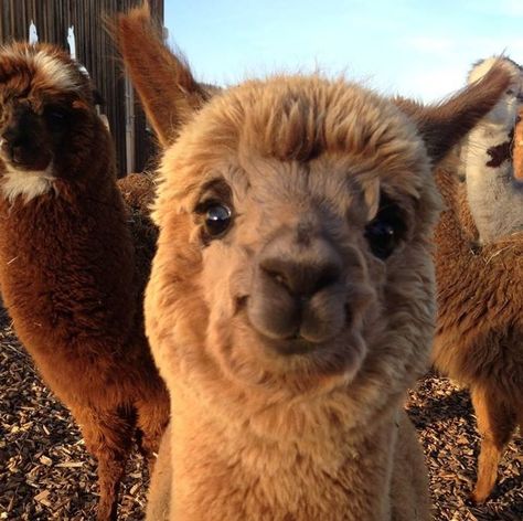 20 Photos of Alpacas That Will All Put a Smile on Your Face Alpaca