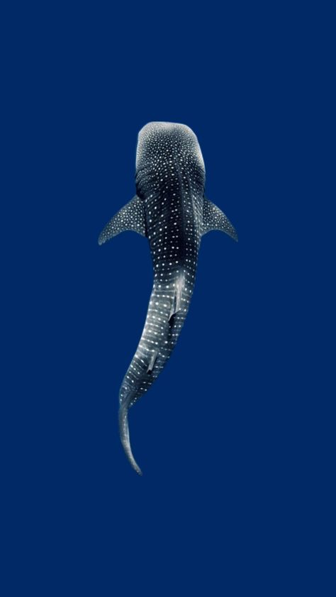 Whale Shark From Above, Whale Shark Top View, Shark Top View, Whale Shark Tattoo, Ocean Stuff, Whale Sharks, Art Major, Ocean Vibes, Marine Biology