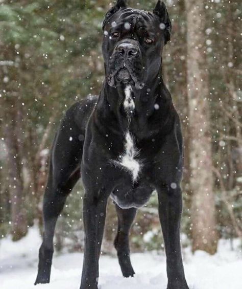 Black Cane Corso Puppy, Came Corse Dog, Can Corso Dogs, Can Corso, King Corso Dog, Black Cane Corso, Cane Corso Italian Mastiff, Black Great Danes, Cane Corso Mastiff