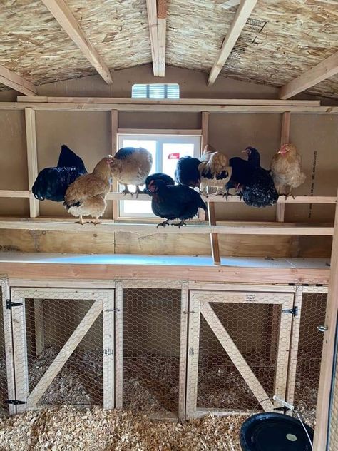 Chicken Coop Indoor Ideas, Chicken Tower Coop, Diy Nest Boxes For Chickens, Chicken Coop Layout Ideas, Chicken Coop With Built In Brooder, Chicken Maternity Ward, Diy Inside Chicken Coop Ideas, Chicken Rabbit Coop Combo, Chicken Coop Set Up Inside