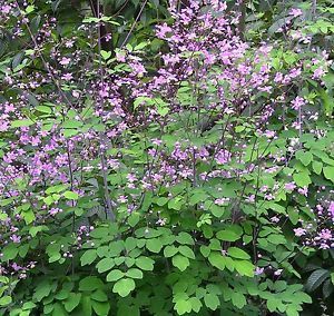 'Lavender Mist' Meadow Rue Meadow Rue Plants, Tall Meadow Rue, Tall Shade Plants, Aerial Plants, Violet Plants, Dry Shade Plants, Purple Flowering Plants, Deer Resistant Garden, Sunny Garden