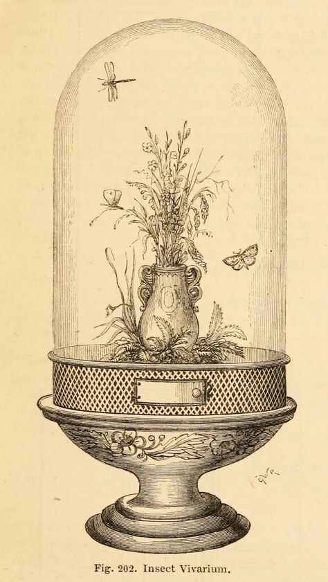 Vintage Ephemera: Engraved illustration, "insect vivarium," 1866 Engraving Illustration, Vivarium, Scientific Illustration, Illustration Vintage, Art Et Illustration, Poses References, Art And Illustration, Glass Dome, Vintage Ephemera