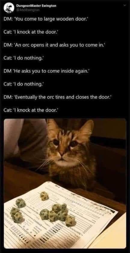 D And D, Dungeons And Dragons Memes, Dragon Memes, Dnd Funny, Funny Cat Memes, Getting Out Of Bed, Cat Playing, Monday Morning, Crazy Cat Lady