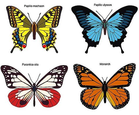 Types Of Butterflies With Pictures And Names | Butterflies - Daytime Dreamy Winged Creatures | Animal Pictures and ... Names Of Butterflies, Butterfly Vector, Types Of Butterflies, Butterfly Project, Butterfly Species, Butterfly Template, Butterfly Images, Silhouette Clip Art, Butterfly Illustration