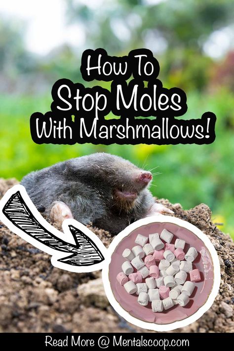 How To Stop Moles With Marshmallows! Mole Removal Yard, Mole Animal, Moles In Yard, Mole Tunnels, Mole Holes, Killing Rats, Get Rid Of Wasps, Mole Repellent, Miniature Cows