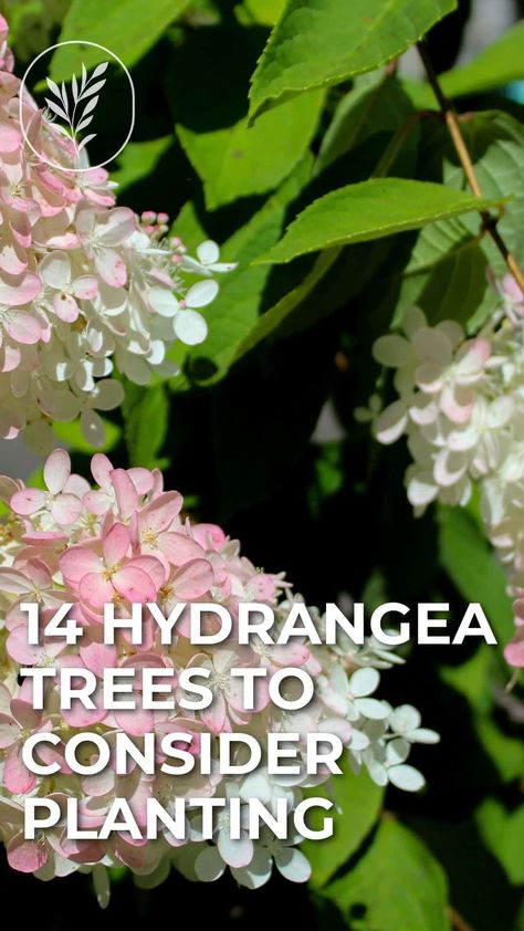 Vanilla Strawberry Hydrangea Landscape, Hydrangea Trees Landscaping, Pee Gee Hydrangea Tree, Vanilla Strawberry Hydrangea Tree, Hydrangea Tree Landscaping Front Yards, Peegee Hydrangea Tree, Quick Fire Hydrangea Tree, Hydrangea Tree Care, Pinky Winky Hydrangea Tree