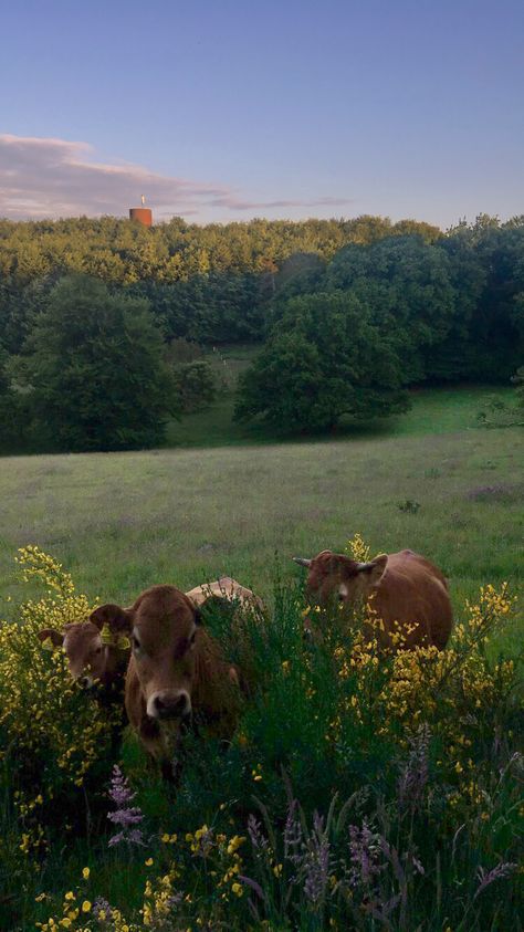 Brown Cows Aesthetic, Brown Cow Aesthetic, Cow In Flower Field, Photos Of Cows, Cows And Flowers, Cows Aesthetic, Cows In A Field, Cow Aesthetic, Fluffy Cows