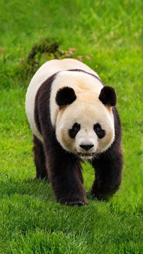 Cute Tattoo Ideas, Panda Images, Cute Tattoo, Cute Panda Wallpaper, Panda Love, Giant Panda, Creature Feature, Cute Animal Photos, Amazing Animals