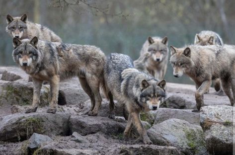 Wolves Photography, Wolves Pack, Pack Of Wolves, Wolf Dreamcatcher, Wolf Photos, Wolf Spirit Animal, Wolf Spirit, Nature Preserve, Grey Wolf