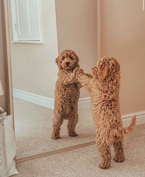 Agility Exercises, Mini Goldendoodle Puppies, Cute Puppy Breeds, Cute Dogs Images, Teddy Dog, Doodle Puppy, Super Cute Puppies, Cute Animals Puppies, Very Cute Dogs