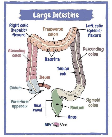 Gi System Anatomy, Digestive System Notes Aesthetic, Large Intestine Anatomy, Medical Assistant Student, Nursing School Essential, Medical School Life, Nursing School Motivation, Gastrointestinal System, Basic Anatomy And Physiology