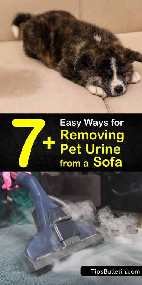 Pet Urine Remover, Couch Stains, Cleaning Binder, Pet Urine Smell, Cleaning Pet Urine, Dog Pee Smell, Cat Urine Smells, Diy Household Cleaners, Pee Smell