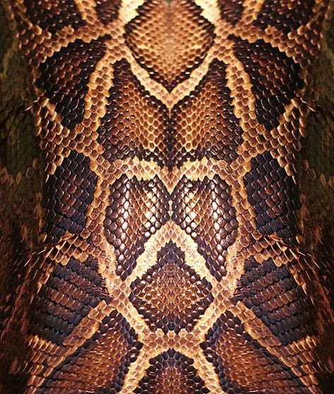 Snake Scales, Scale Skin, Boa Constrictor, Reptile Skin, Snake Skin Pattern, Fibre And Fabric, Snakeskin Pattern, Knee Tattoo, Print Design Pattern