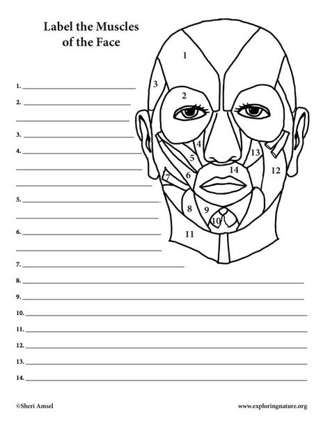 Muscle Coloring, Muscular System Labeled, Muscles Worksheet, Face Muscles Anatomy, Muscles Of Facial Expression, Arteries Anatomy, Muscle Diagram, Head Muscles, Muscles Of The Face