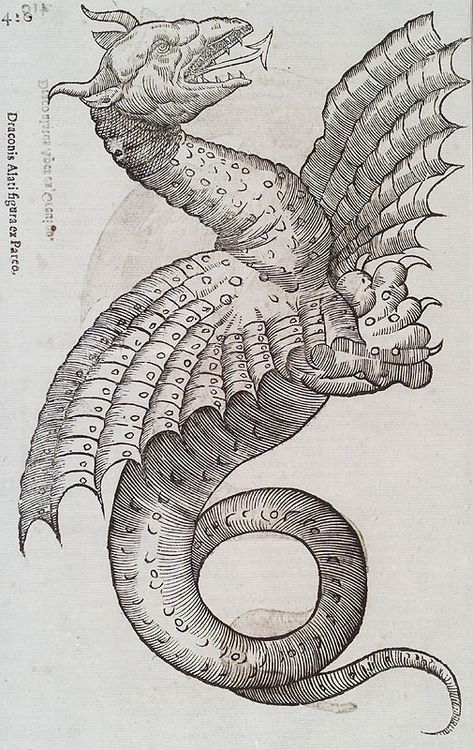 Title	Draconis Alati figura ex Patco  Medium	woodblock  Book	Ulyssis Aldrovandi. Historiæ Serpentum et Draconum. Bonon : Marcus Antonius Bernia, 1640. Page 420.  Notes	dragon  Theme	Bestiary Dragon Medieval, Medieval Dragon, Mythical Beast, Book Reading, Sea Monsters, Medieval Art, A Dragon, Linocut, Fantasy Creatures