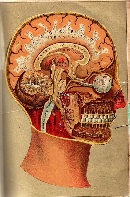 oooh! Anatomical Illustration, Medical Illustrations, Vintage Anatomy, Facial Nerve, Green Grape, Brain Anatomy, Brain Art, Medical Anatomy, Human Head