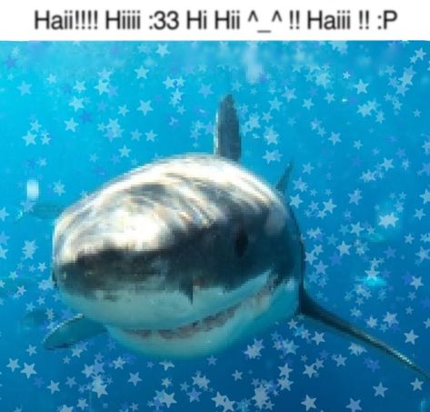 Shark Meme, Shark Pictures, Cute Shark, Silly Cats Pictures, Aquatic Animals, Silly Animals, Great White Shark, Great White, Marine Animals