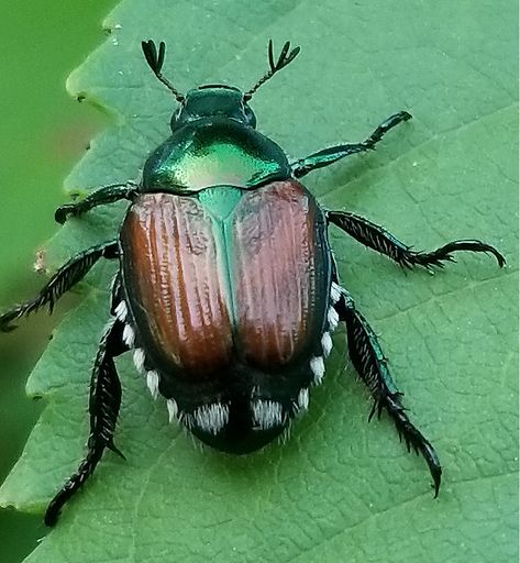 Japanese Beetles - Grimm's Gardens Killing Japanese Beetles, Japanese Beetle, Oakleaf Hydrangea, Japanese Beetles, Selling Photos, Flash Sheet, Tree Care, Rose Bush, Evening Primrose