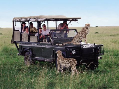 For the adventurous traveler, the African safari is still the journey par excellence. Here are myths debunked about travel in Africa. Masai Mara Safari, Lion Safari, Chobe National Park, Mount Kenya, Tanzania Travel, Kenya Safari, Safari Travel, Safari Lodge, Wildlife Safari