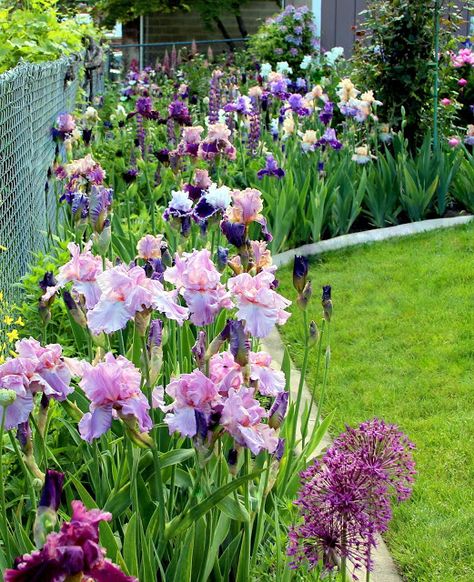 World of Irises: "Talking Irises" TALL BEARDED IRISES: COMPANION PLANTS for PINK, RED, and PURPLE IRISES Iris Flowers Garden, Landscaping Trees, Cottage Rose, Garden Inspo, Companion Plants, Iris Garden, Have Inspiration, Purple Iris, Bearded Iris