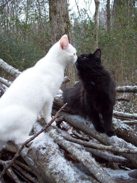 Kissing Snow Cats Black And White Cats, Kitty Kisses, White Cats, Cat Person, Cat Aesthetic, Cute Animal Drawings, Silly Cats, Love Is In The Air, Pretty Cats