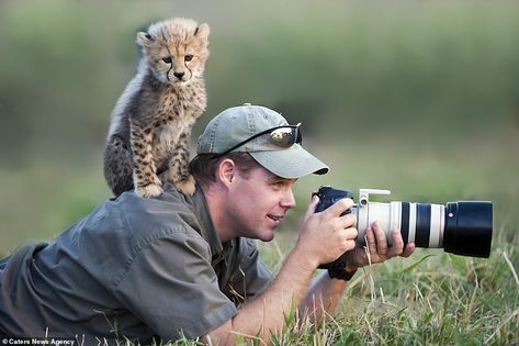 A cheeky cheetah cub clambers on wildlife photographer Stu Porter and perches on his shoulder after sneaking up behind him Baby Cheetah, Cheetah Cubs, Baby Cheetahs, Cheetahs, Nature Photographs, Wild Life, 귀여운 동물, Cute Photos, Big Cats