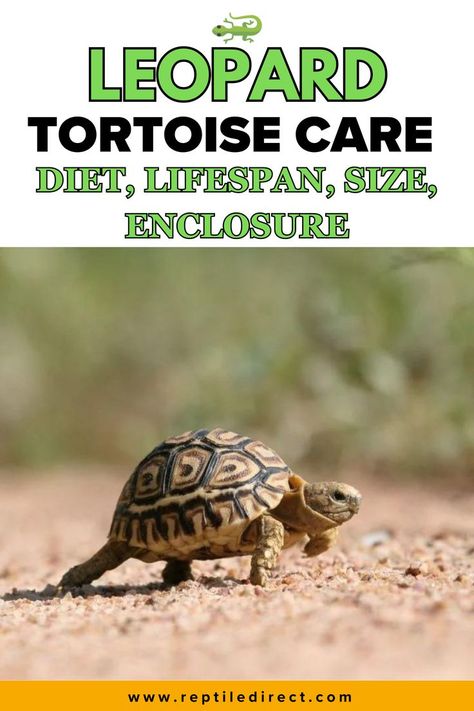 A Leopard tortoise care guide poster featuring an image of a baby leopard tortoise walking on sand. The poster highlights topics like diet, lifespan, size, and enclosure with reptiledirect.com mentioned at the bottom for further details. Leopard Tortoise Enclosure, Turtle Care, Tortoise Food, Tortoise Enclosure, Leopard Tortoise, Reptile Care, Tortoise Care, Exotic Pets, Reptiles