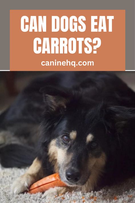 Crunchy and brightly orange carrots have many health benefits for people, but are carrots safe for dogs? As a dog parent, you know that there are certain vegetables dogs can eat, and some that are best avoided. So, can dogs eat carrots? Yes, dogs can eat carrots as treats. Carrots are a good source of vitamins that can improve your dog’s overall health. #candogseatcarrots #candogseatrawcarrots Can Dogs Eat Carrots, Orange Carrots, Carrot Dogs, Food For Dogs, Diy Dog Food, Raw Carrots, Can Dogs Eat, Dog Parents, Dog Eating