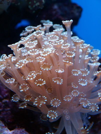 sea+plants | plant-like sea animal. : Grows on You                                                                                                                                                                                 More Underwater Plants, Fauna Marina, Water Creatures, Sea Plants, Beneath The Sea, Sea Anemone, Beautiful Sea Creatures, Underwater Creatures, Sea Coral