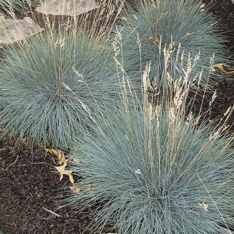 Beyond Blue Fescue (Festuca glauca ‘Beyond Blue) avaliable, through Arbor Valley's Plant Encyclopedia Resources. Festuca Glauca, Blue Oat Grass, Drought Resistant Landscaping, Fescue Grass, Feather Reed Grass, Picea Pungens, Blue Fescue, Plant Encyclopedia, Beyond Blue