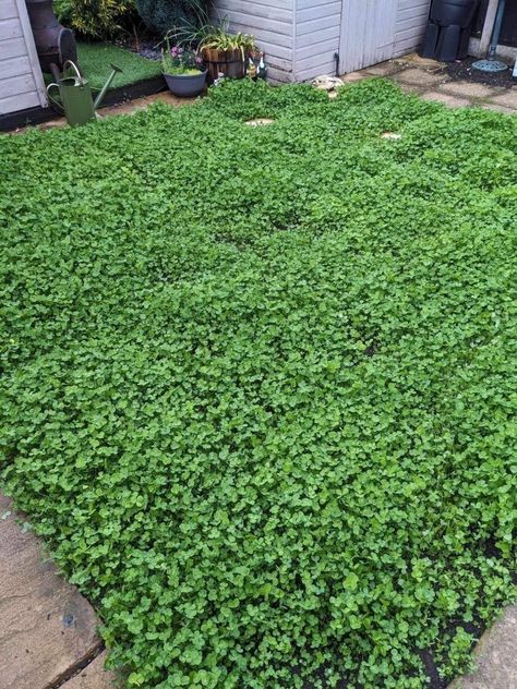 'Y'all Were Right': Homeowner Stunned By Results After Replacing Traditional Grass With Effortless Plant Clover Lawn, Replace Lawn, Grass Alternative, Low Maintenance Yard, Clover Seed, Lawn Alternatives, East Anglia, Grasses Garden, Drought Resistant