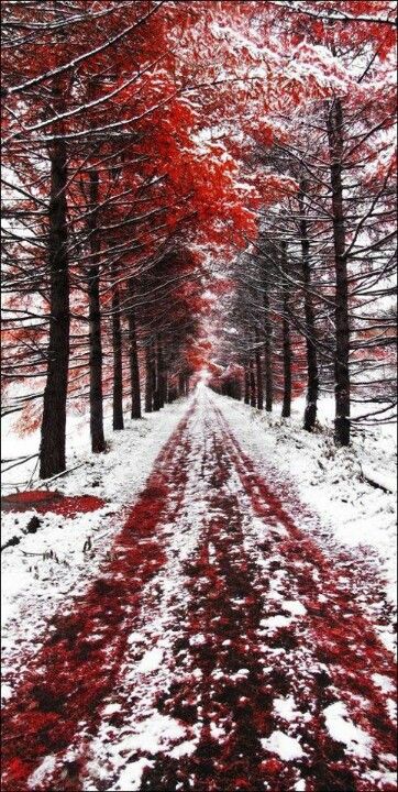 Early mouning snowfall Red Trees, Winter Szenen, Red Leaves, Winter Beauty, Winter Wonder, Winter Scenes, Travel Pictures, 그림 그리기, Nature Beauty