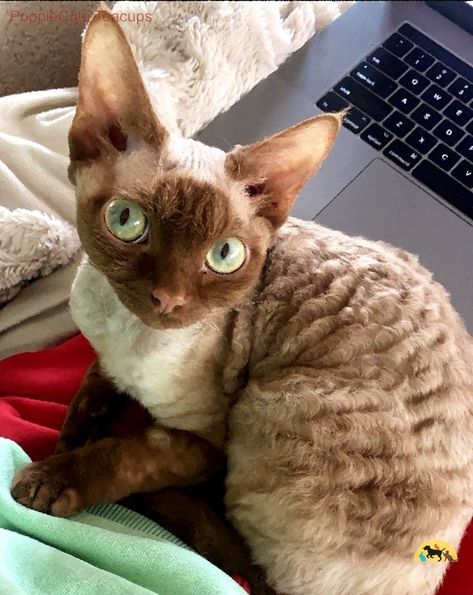 Brown Devon Rex Cats, Devon Rex Cats Curly, Devin Rex Cat, Cat Information, Cute Hairless Cat, Cat Breeds Chart, Curly Cat, Devon Rex Cat, Katt Grejer