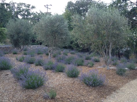 Olive Trees And Lavender, Olive Orchard, Mountain Garden, Olive Grove, Lavender Field, Front Wall, Olive Trees, Mediterranean Garden, Garden Pictures