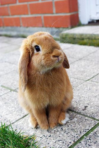 I don't know why, but I just I feel very kindred with rabbits. Regnul Animal, Brown Rabbit, Nosara, Fluffy Bunny, Baby Bunnies, Hamsters, Cute Creatures, Sweet Animals