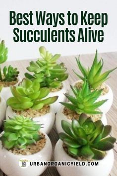 Suculent Plants, Succulent Outdoor, Gardening Design Diy, How To Water Succulents, Cactus House Plants, Succulent Garden Indoor, Growing Lavender, Succulent Garden Design, Succulent Garden Diy