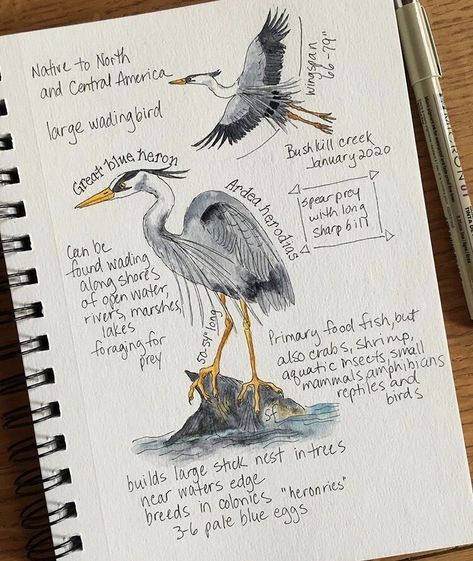 Journal Aesthetics, Birding Journal, Botanical Sketchbook, Field Journal, Nature Journaling, World Nature, Nature Sketch, Great Blue Heron, Animal Study